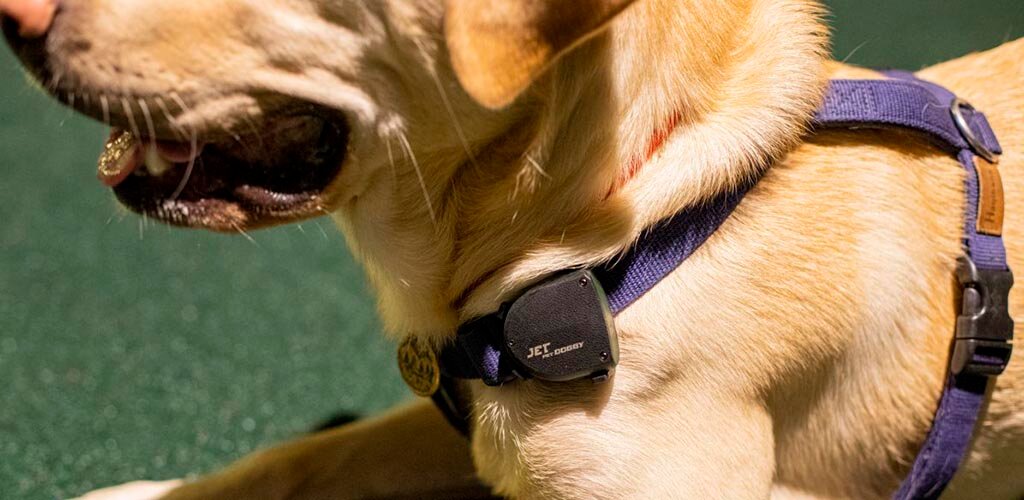 Обзор GPS трекера для собак Jet Pet Doggy - Изображение 3