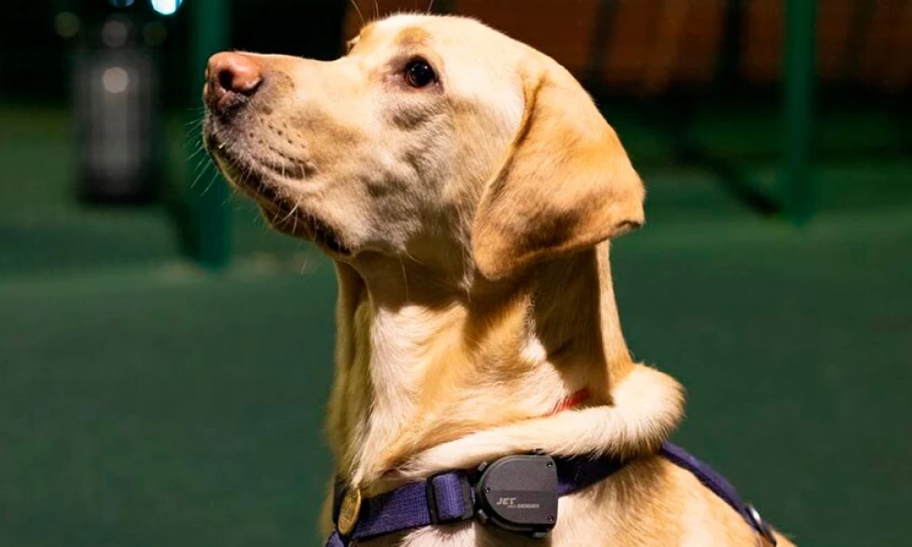 Обзор GPS трекера для собак Jet Pet Doggy
